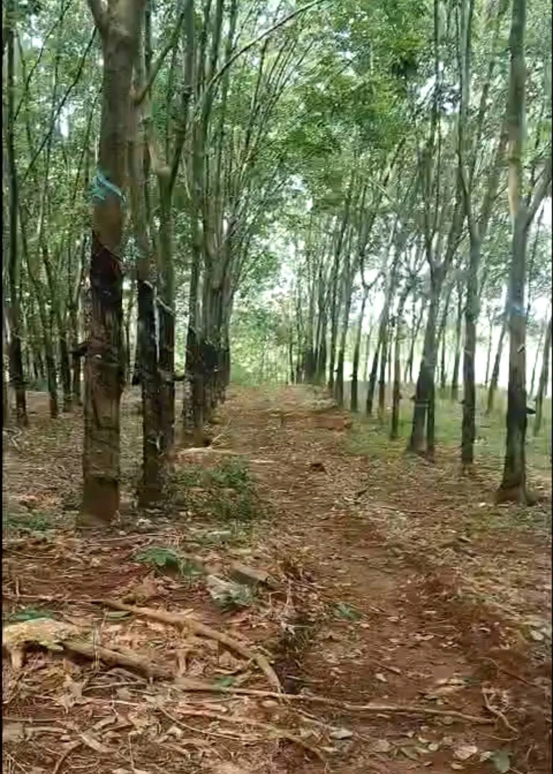 Bán 3,8 ha cao su Đồng Tâm, Đồng Nai, 1,3 tỷ/ha - Ảnh 1