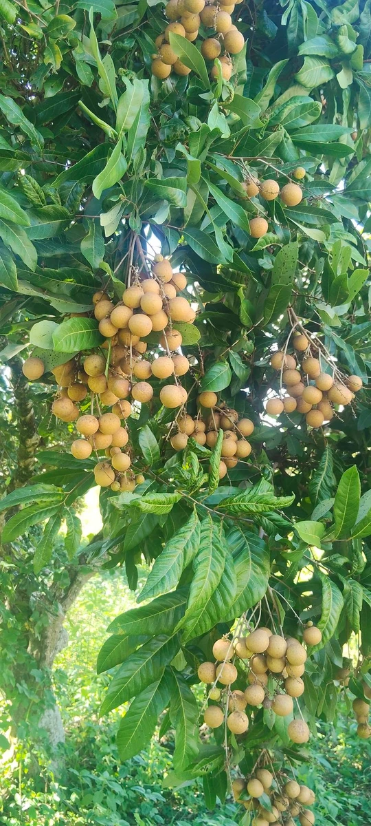 Bán 3 sào đất nhãn đẹp gần QL13 giá 700 triệu - Ảnh thu nhỏ 5