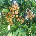 Bán 3 sào đất nhãn đẹp gần QL13 giá 700 triệu - Ảnh thu nhỏ 5