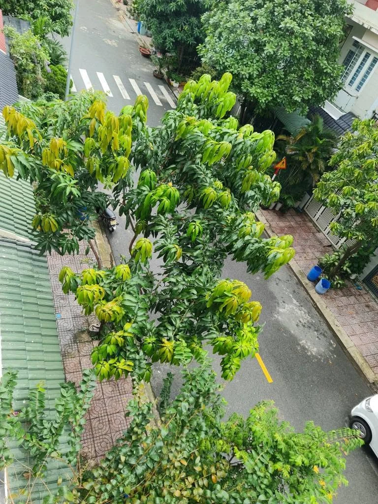 Bán nhà 4 phòng ngủ 62m2 Dĩ An, Bình Dương - Ảnh thu nhỏ 3