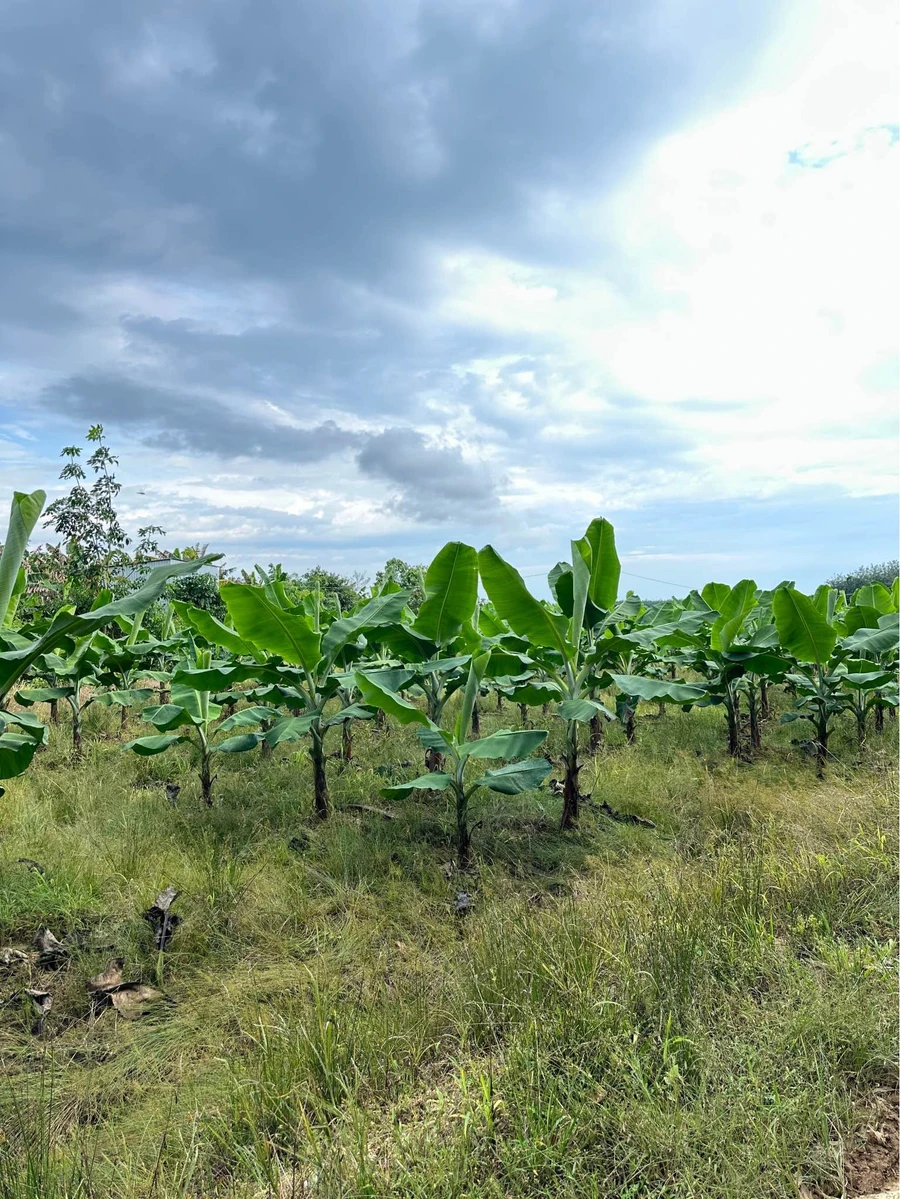 Bán đất 25.000m² Phú Lý, Đồng Nai (trồng chuối, nhà vườn) - Ảnh thu nhỏ 3