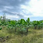 Bán đất 25.000m² Phú Lý, Đồng Nai (trồng chuối, nhà vườn) - Ảnh thu nhỏ 3