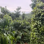 Bán đất 9.8 sào 1 tỷ 650, mặt đường lớn, Nam Jang, Bình Dương - Ảnh thu nhỏ 4