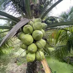 Bán đất vườn dừa xiêm 5,8 công Mỹ Hòa Ba Tri - Ảnh thu nhỏ 1
