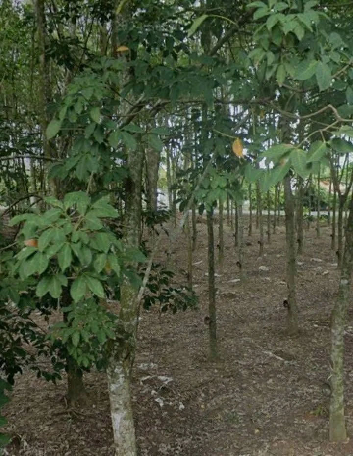 Bán đất 2 mặt tiền 2255m2 đường Bà Thiên, xã Nhuận Đức, Củ Chi, giá 7,5 tỷ - Ảnh thu nhỏ 4
