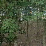 Bán đất 2 mặt tiền 2255m2 đường Bà Thiên, xã Nhuận Đức, Củ Chi, giá 7,5 tỷ - Ảnh thu nhỏ 4