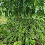 Bán 3,8ha đất vườn sầu riêng, cà phê tại Nghĩa Trung, Bình Phước giá 12 tỷ - Ảnh thu nhỏ 3