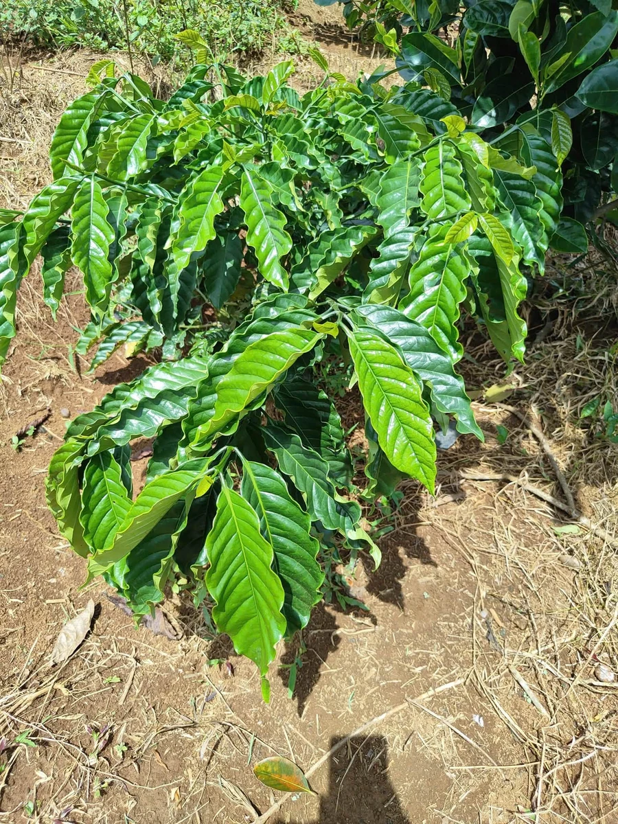 Bán đất 2,8ha trồng cà phê Tuy Đức 3 tỷ 990 triệu - Ảnh thu nhỏ 4