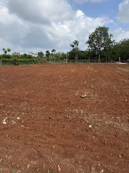Bán đất Xã Xuyên Mộc gần chợ Xuyên Mộc, diện tích: 6x28m, có 80m2 thổ cư, khu dân cư, đường ô tô - Ảnh thu nhỏ 3