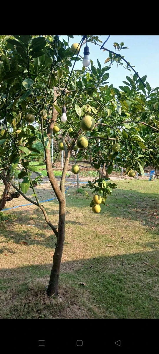 Bán nhà vườn Đồ Sơn Hải Phòng 2500m² giá 3.3 tỷ - Ảnh thu nhỏ 2