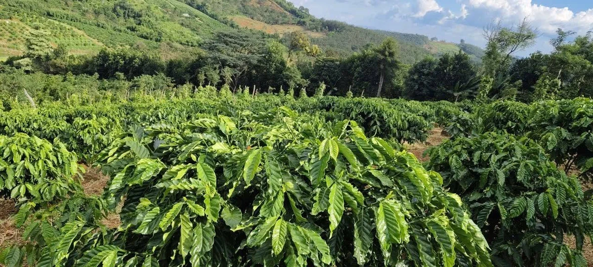 Bán đất Tuy Đức Lâm Đồng 1,3 hecta, giá 1,6 tỷ - Ảnh 1