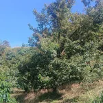 Bán đất 2,5ha Tuy Đức, Lâm Đồng, giá 6 tỷ - Ảnh thu nhỏ 3