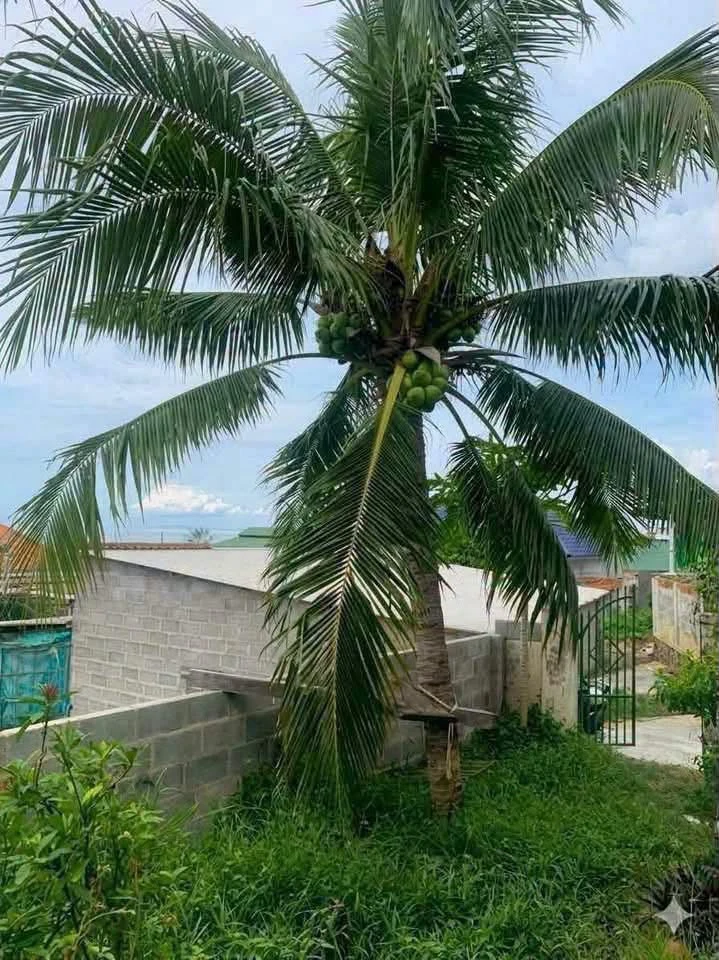 Bán đất 278m2 view biển Mũi Né, Phan Thiết 2.5 tỷ - Ảnh thu nhỏ 3