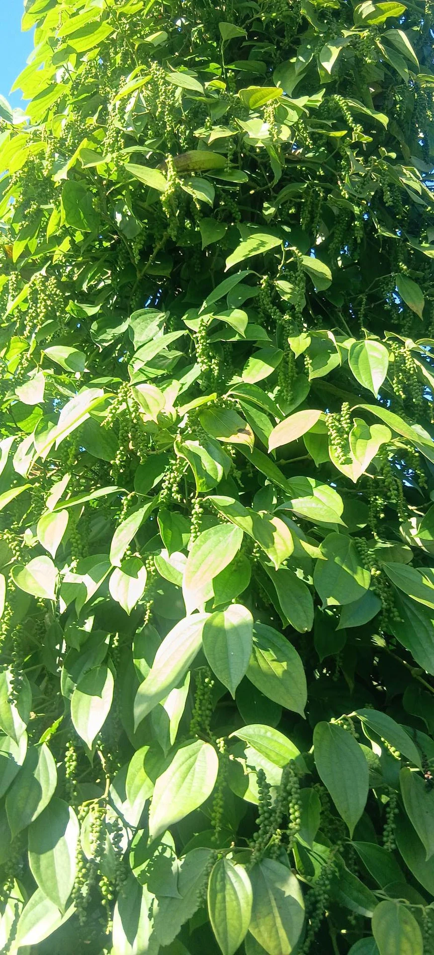 Bán đất 1 hecta Đắk Nông 1 tỷ 5 - Ảnh 1