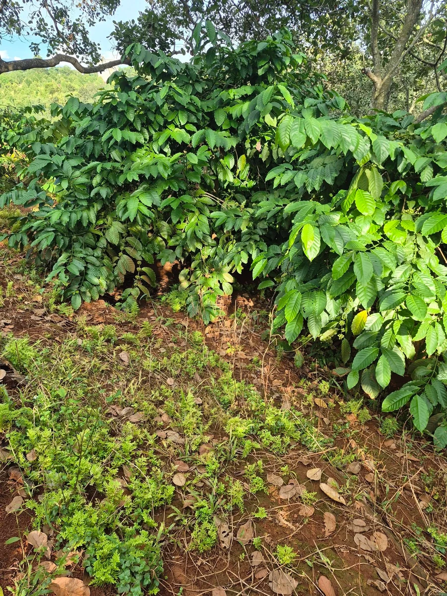 Bán 1,1ha đất đỏ cà phê, điều già, có suối tại Đức Phong - Ảnh thu nhỏ 3