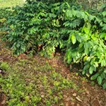 Bán 1,1ha đất đỏ cà phê, điều già, có suối tại Đức Phong - Ảnh thu nhỏ 3