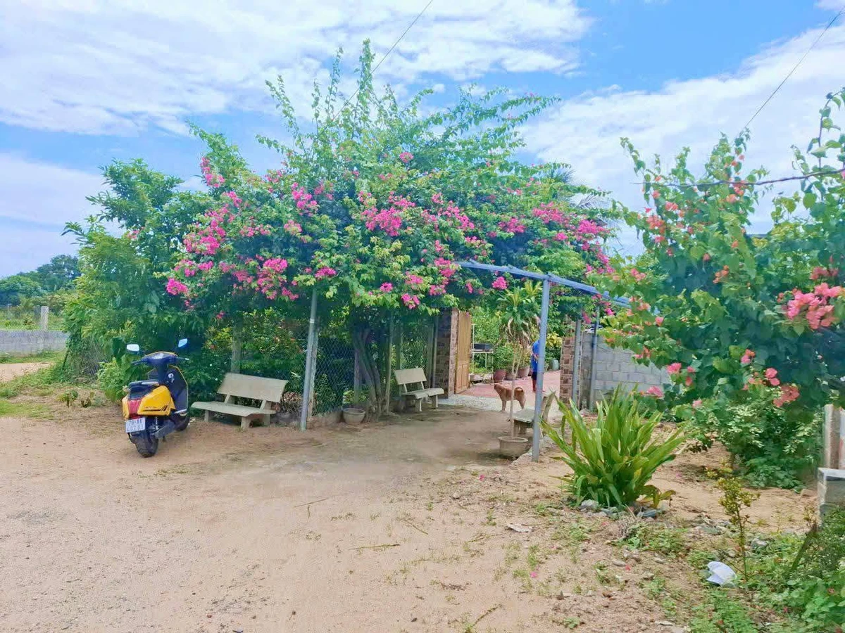 Bán nhà vườn Long Bình Phan Rang Khánh Hòa 4300m2 5 tỷ - Ảnh thu nhỏ 3