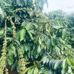Bán đất vườn 2,2 ha tại Xã Đạo Nghĩa, Đắk Nông - Ảnh thu nhỏ 4