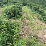 Bán đất Phúc Thọ 1980m² sổ đầy đủ 2 tỷ 300 - Ảnh thu nhỏ 2