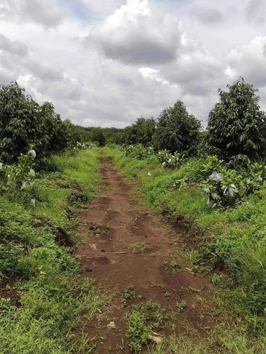 Bán 3.6 ha sầu riêng Đồng Phú, Bình Phước - Ảnh thu nhỏ 3
