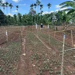 Bán đất nền 120m2 trung tâm thị trấn Eabok, Đắk Lắk, 889 triệu - Ảnh thu nhỏ 2