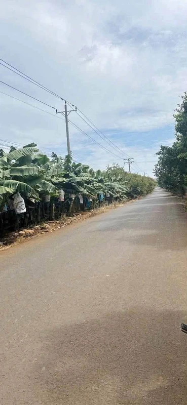 Bán đất 8 sào Bàu Lâm Xuyên Mộc 7 tỷ