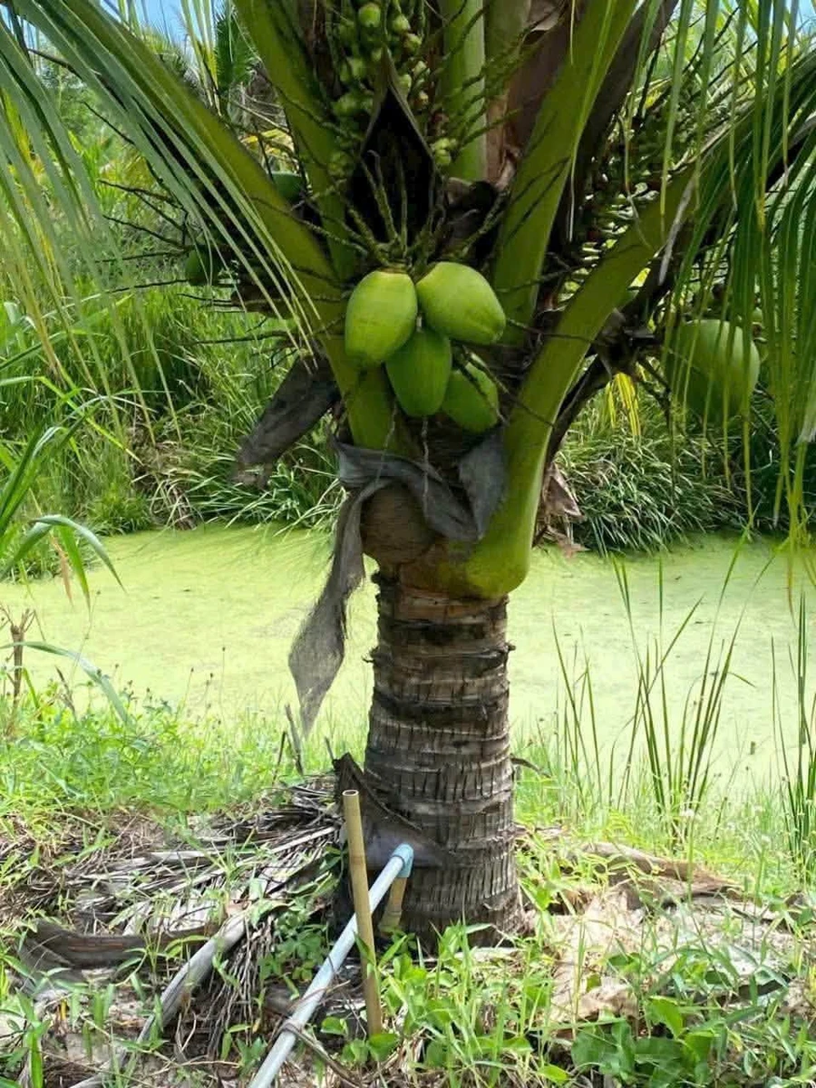 Bán đất vườn 1,2 mẫu (7,6 sào) 1 tỷ 4 Bình Chánh - Ảnh thu nhỏ 4