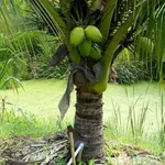 Bán đất vườn 1,2 mẫu (7,6 sào) 1 tỷ 4 Bình Chánh - Ảnh thu nhỏ 4
