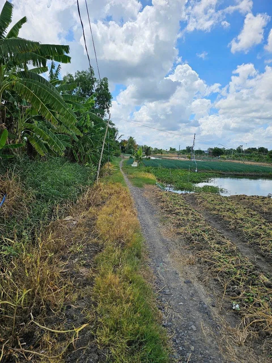 Bán lô đất Tân Điền 1900 m² Tây Ninh 2,9 tỷ - Ảnh thu nhỏ 4