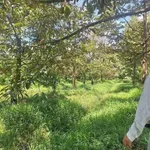 Bán vườn bưởi sầu riêng 5.339m² Nhuận Phú Tân Vĩnh Long - Ảnh thu nhỏ 3