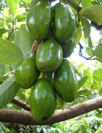 Bán đất Gia Kiệm 1.000m² giá 860 triệu - Ảnh thu nhỏ 4