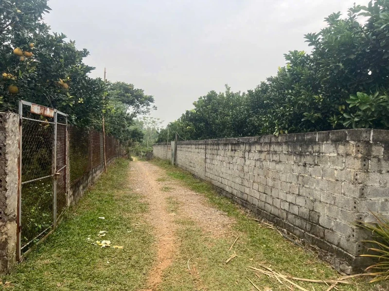 Bán 365m² đất trồng bưởi Tân Lạc Hòa Bình 199 triệu