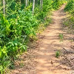 Bán đất ven biển 407m2 Châu Tân Quảng Ngãi - Ảnh thu nhỏ 1