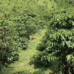 Bán đất 2 ha, 650 triệu ở Tuy Đức, Đắk Nông - Ảnh thu nhỏ 2