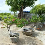 Bán nhà vườn 977m² Xã Hàm Liêm, Lâm Đồng 950 triệu - Ảnh thu nhỏ 3