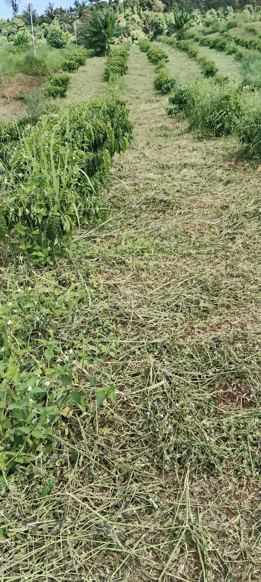 Bán 5ha rẫy cà phê Lâm Đồng 8 tỷ đồng - Ảnh thu nhỏ 3
