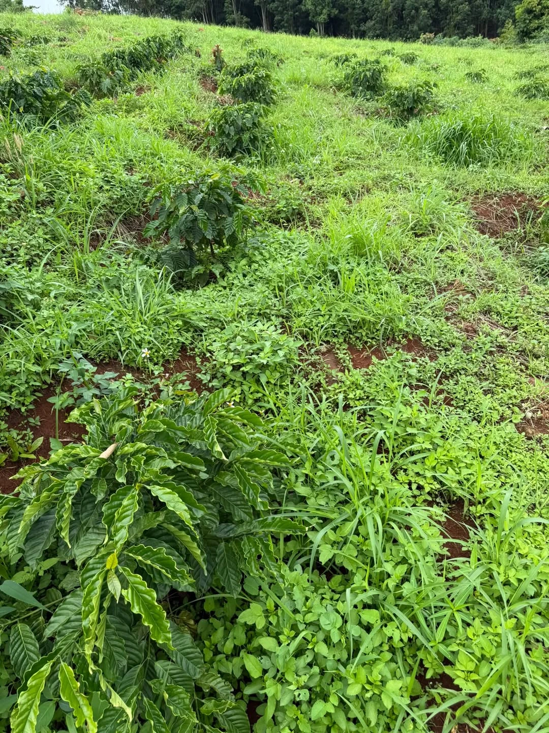 Bán đất 1 ha Đắk Mil Lâm Đồng 1,8 tỷ - Ảnh 1