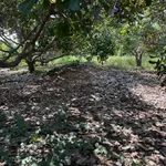 Bán 4 ha đất trồng điều và cà phê tại huyện Ea Súp, Đắk Lắk, giá 200 triệu/ha - Ảnh thu nhỏ 1