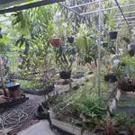 Bán nhà vườn 245m2, 2PN Phú Khương, Thủ Đức - Ảnh thu nhỏ 2