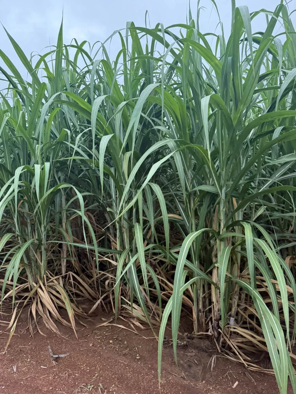 Bán 10 ha đất rẫy mía có nhà tạm, giếng khoan, mặt đường bê tông tại huyện Ea Súp, Đắk Lắk