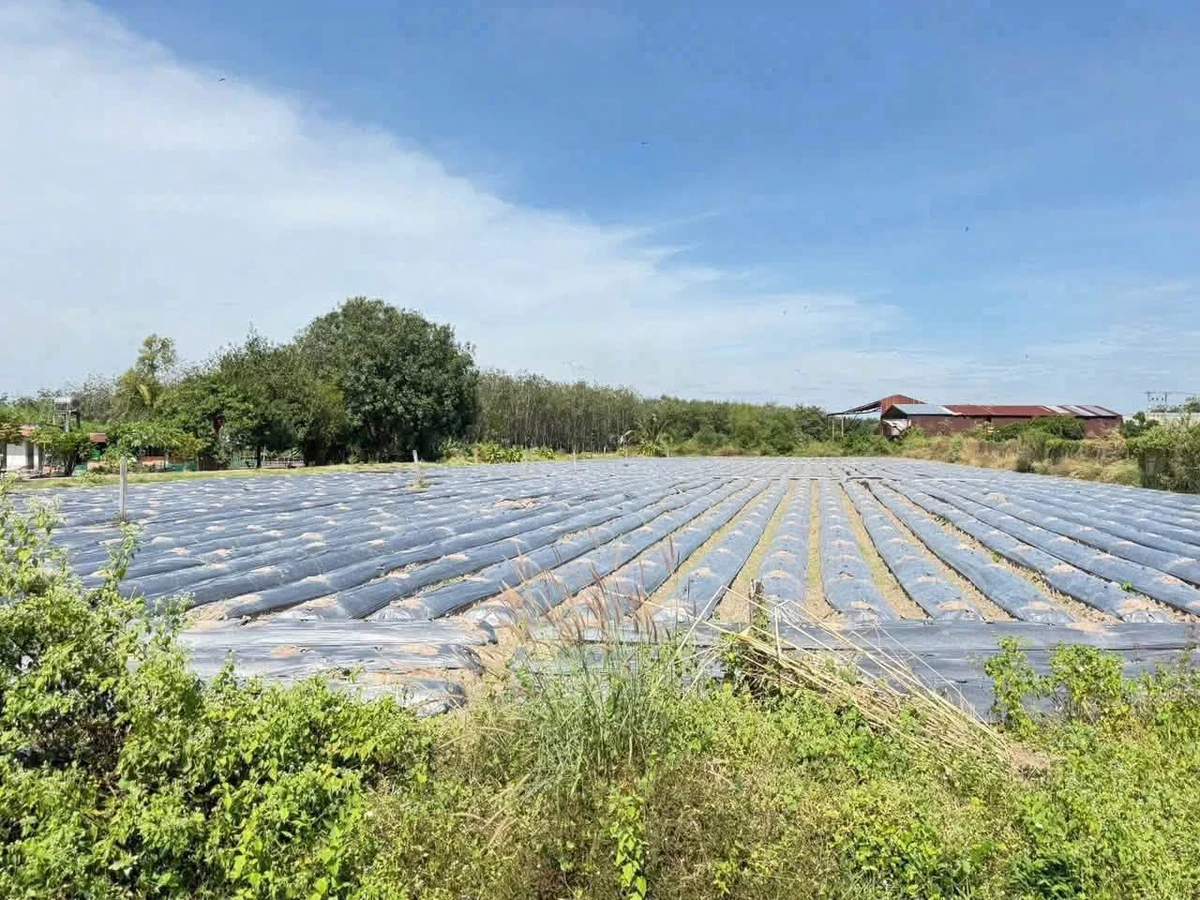 Bán đất mặt tiền Thạnh Lộc 30x136m, 4.080m², 270tr/m - Ảnh thu nhỏ 2