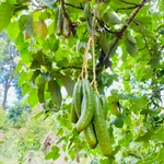Bán đất 9 sào mặt tiền nhựa Bảo Quang, Đồng Nai - Ảnh thu nhỏ 5