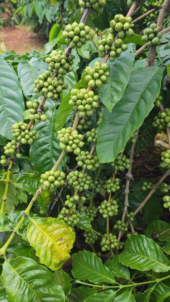 Bán đất nông nghiệp 1 hectare tại km65 Đắk Lắk, 3,75 tỷ - Ảnh thu nhỏ 4