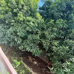 Cho thuê biệt thự vườn 800m2 mặt tiền Sư Vạn Hạnh, Huế - Ảnh thu nhỏ 5