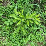 Bán đất 8 hectare Bảo Lâm Lâm Đồng 900 triệu - Ảnh thu nhỏ 3