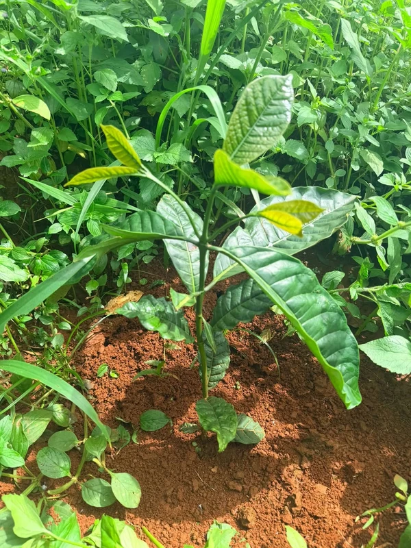 Bán đất 1.2 ha trồng cà phê Quảng Trực Lâm Đồng