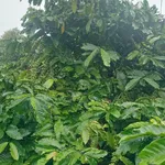 Bán đất 2ha kinh doanh cà phê Tuy Đức, Đắk Nông, 370 triệu - Ảnh thu nhỏ 2