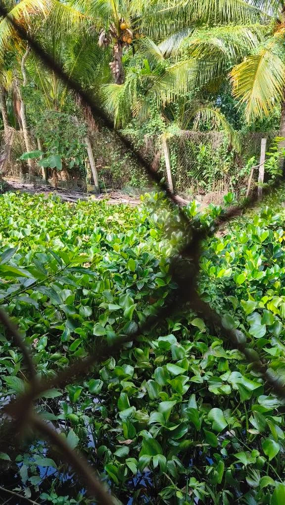 Bán đất 1.304m2 Hậu Giang tặng căn nhà - Ảnh thu nhỏ 5