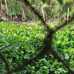 Bán đất 1.304m2 Hậu Giang tặng căn nhà - Ảnh thu nhỏ 5
