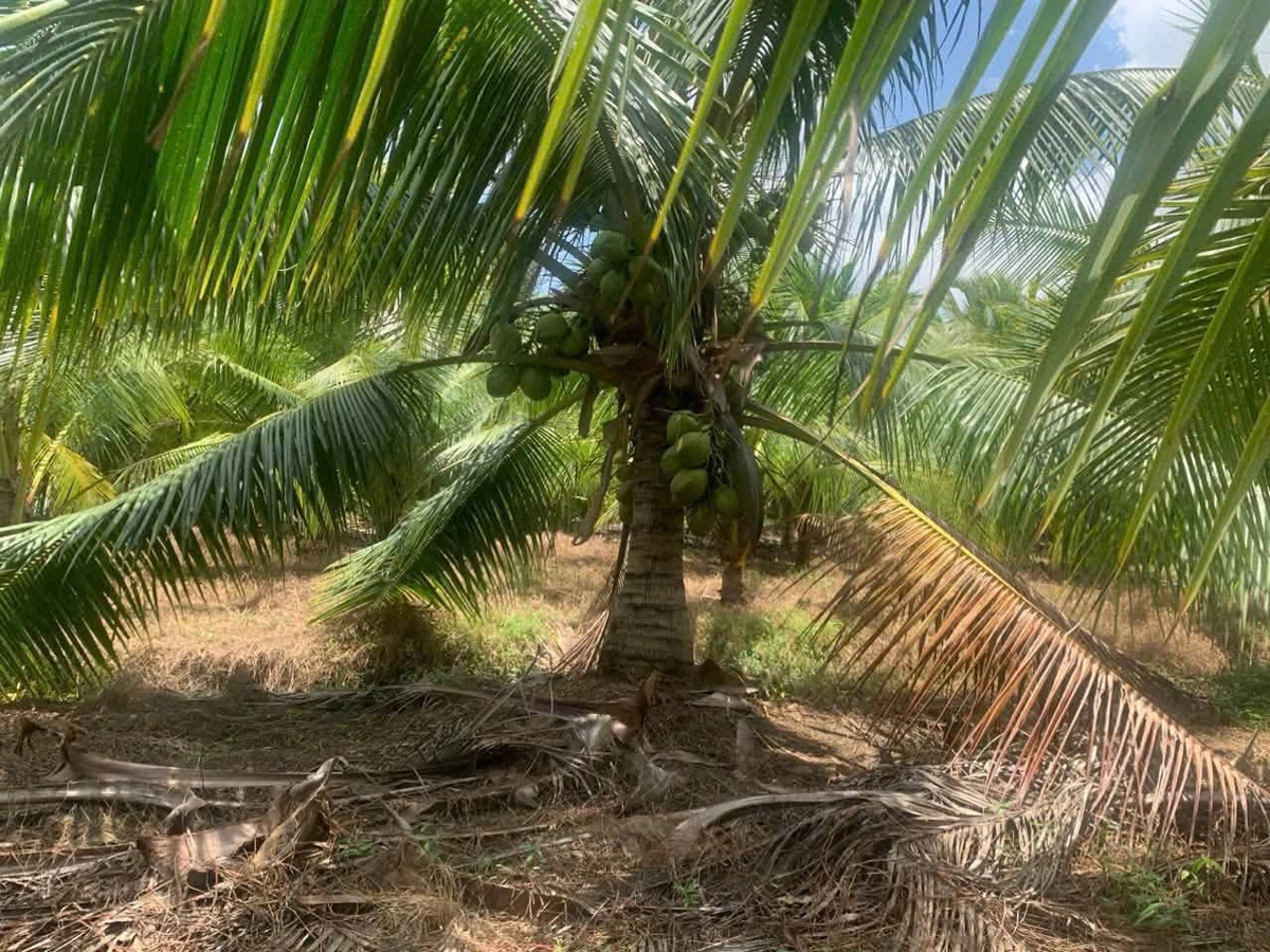 Bán đất vườn 3,4 hectare mặt tiền Vĩnh Long - Ảnh thu nhỏ 2